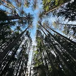 борово ухание Pine Scent *
