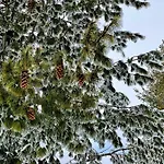 борово ухание Pine Scent Βίλα *