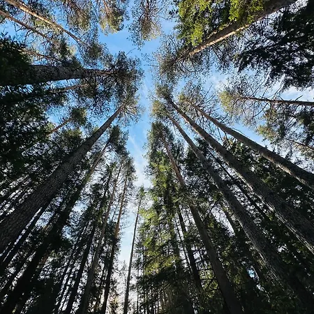 борово ухание Pine Scent *