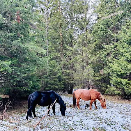борово ухание Pine Scent Govedarci