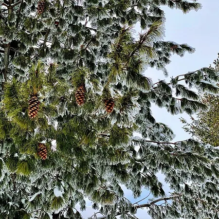 борово ухание Pine Scent Villa *