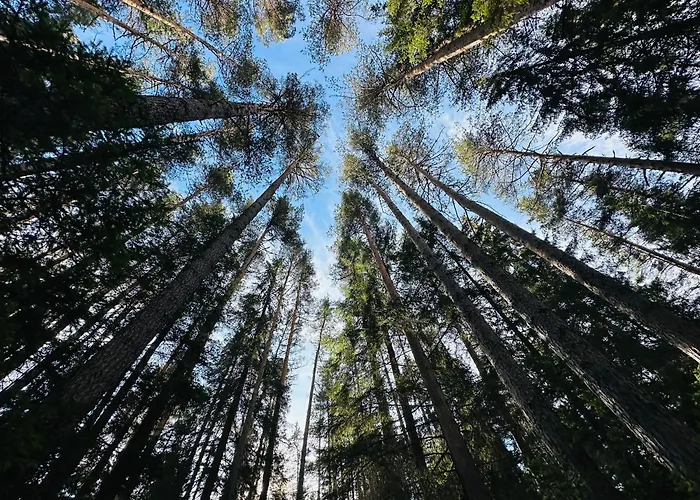 борово ухание Pine Scent *