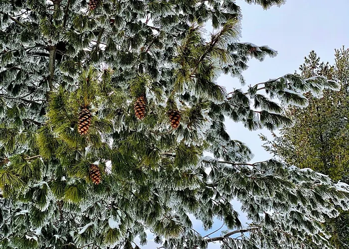 борово ухание Pine Scent Villa *